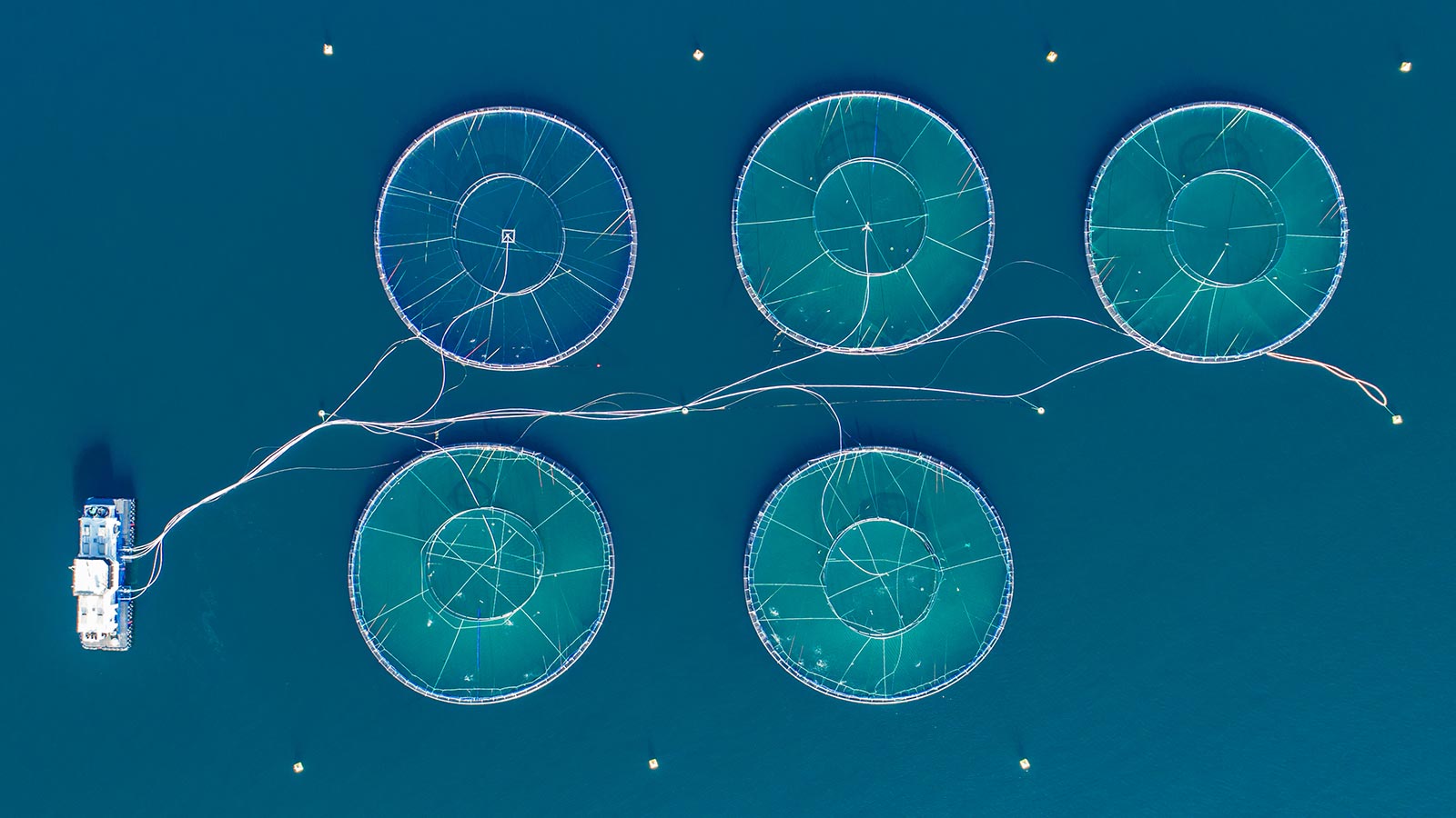 Dia de la acuicultura